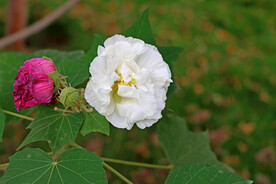 白色木芙蓉