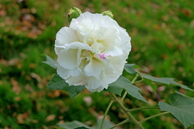 白色木芙蓉