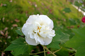 白色木芙蓉花