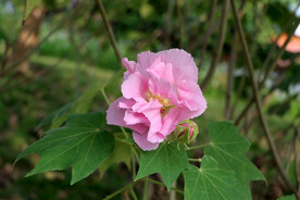粉色木芙蓉