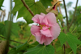 粉色木芙蓉