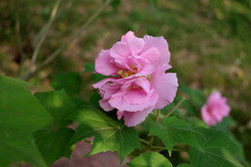 粉色木芙蓉