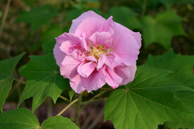 粉色木芙蓉