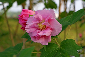 粉色木芙蓉