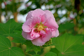 粉色木芙蓉花