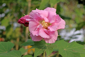 粉色木芙蓉