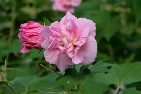 粉色木芙蓉