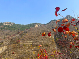 青州天赐山红叶