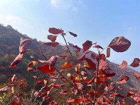 青州红叶