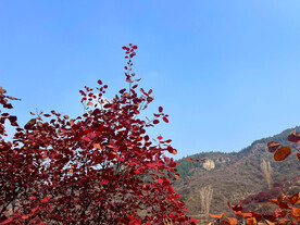 青州红叶