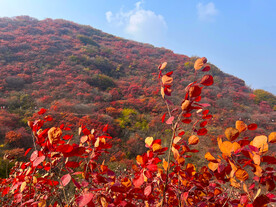 青州红叶