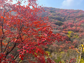青州红叶