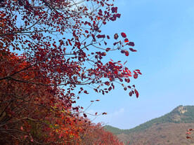 红叶