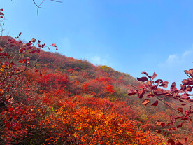 青州天赐山红叶