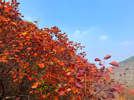 青州天赐山红叶