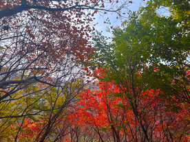 青州天赐山红叶