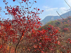 青州天赐山红叶