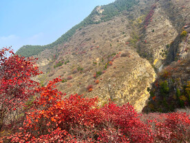 青州天赐山红叶