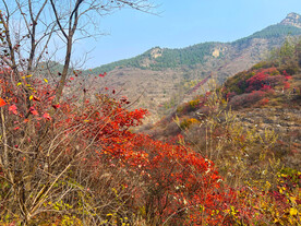 青州天赐山红叶