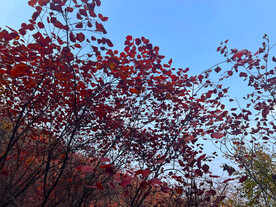 青州天赐山红叶