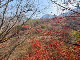 青州天赐山红叶