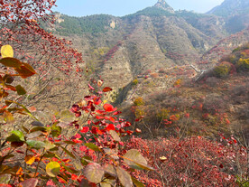 青州天赐山红叶