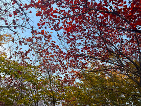 青州天赐山红叶