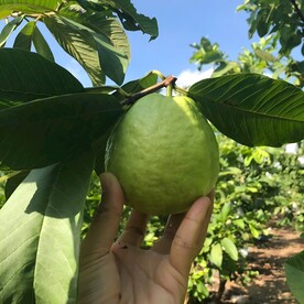 芭乐果栽培