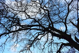 蓝天背景下的大树