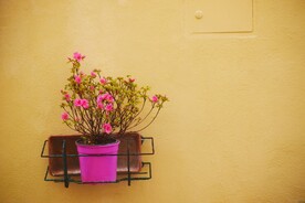 黄色背景墙上的盆栽小红花