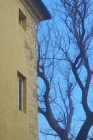 黄色建筑楼和树杆