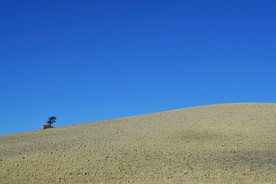 黄泥土坡上的树木