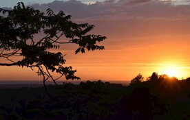 树丛和日出风景