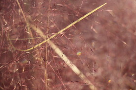 粉黛乱子草带晨露