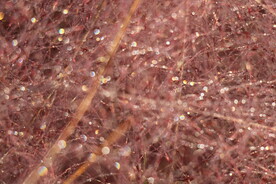 带晨露的粉黛乱子草