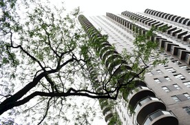 树枝和建筑楼宇