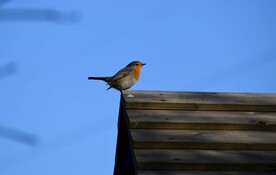 木屋顶上的小鸟