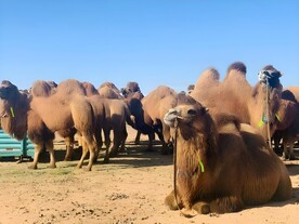 骆驼养殖