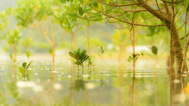 奄美群岛    日本     