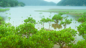 奄美群岛    日本     