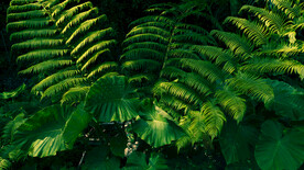 奄美群岛    日本     