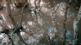 奄美群岛    日本     