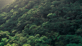 奄美群岛    日本     