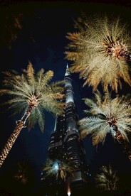 城市高楼夜景和椰子树