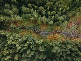 林间道路鸟瞰图