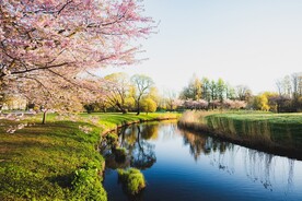粉色樱花和湖景