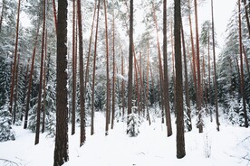 大雪覆盖树林雪景