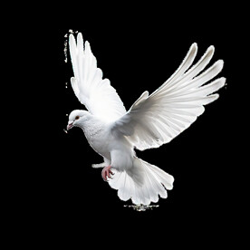 透明背景白鸽