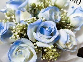 蓝白玫瑰
