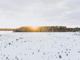 白雪覆盖的树林